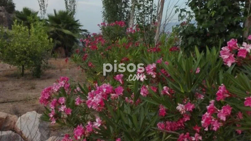 Chalet en venta en Calle Paraje Loma Galera, Número 1 - Imagen 12